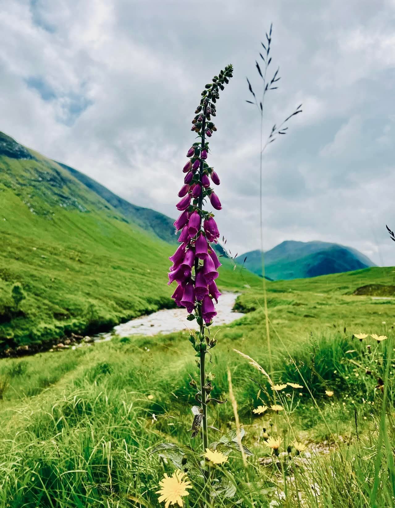 Wild foxglove in a Highland glen
