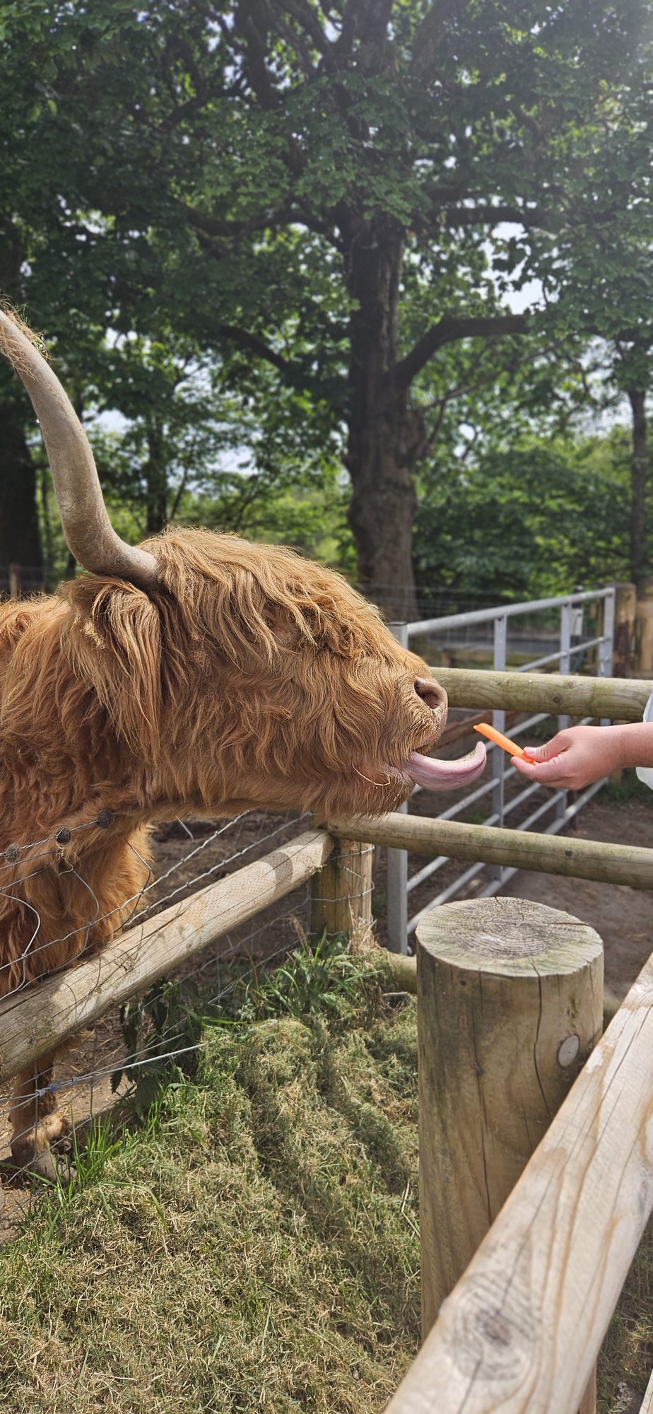 Highland cow being fed a carrot